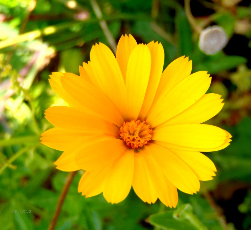 calendola, Calendula officinalis