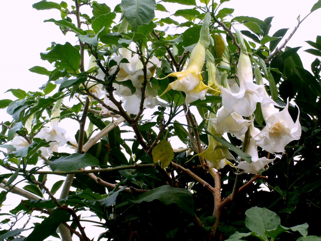 trombone, Brugmansia a fiore doppio, casafacilefelice,org