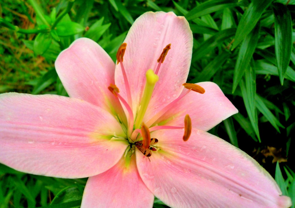 lilium rosa,insetto,casafacilefelice.org, fiori in giardino,