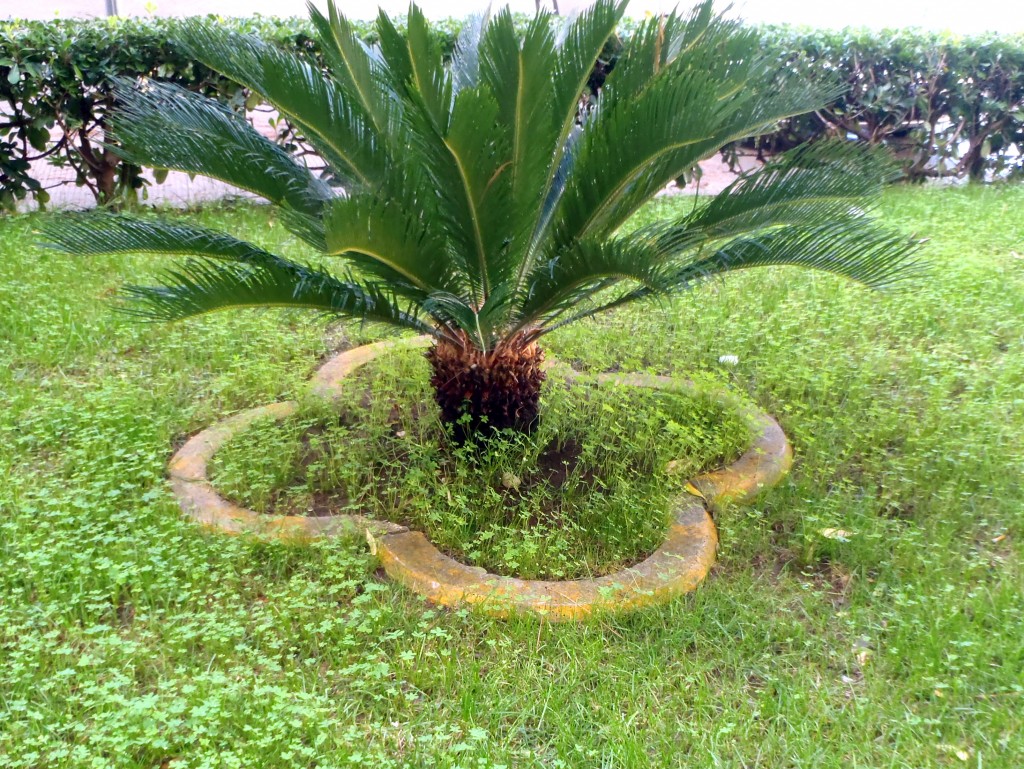 cycas,www.casafacilefelice.org,giardino,